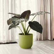 Elho Vibes Round Fern Green