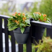 Elho Vibia Campana Flower Twin - Anthracite