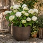 Eschbach Egg Pot - Rust Brown image