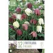 Fritillaria Meleagris Bulbs Mixed