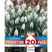 Galanthus Snowdrops Promo Bulbs image