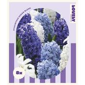 Hyacinth Ocean Blend Bulbs image