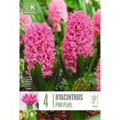 Hyacinth Pink Pearl Bulbs image
