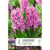 Hyacinth Purple Pride Bulbs image