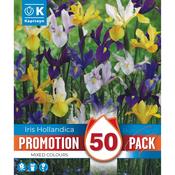 Iris hollandica Promo Mixed Bulbs