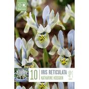 Iris reticulata Katharine Hodgkin Bulbs image