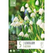 Leucojum Aestivum Bulbs