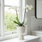Martina Indoor Pot Off White image