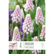 Muscari Pink Sunrise image