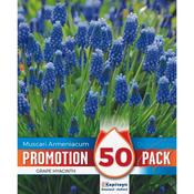 Muscari Armeniacum Promo Bulbs image