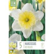 Narcissus Ice Follies Bulbs image