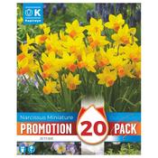 Narcissus Jetfire Promo Bulbs