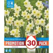 Narcissus Minnow Promo Bulbs