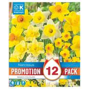 Narcissus Mixed Colours Promo Bulbs image