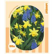 Spring Mix Narcissus &amp; Muscari Bulbs