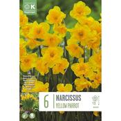 Narcissus Yellow Parrot Bulbs image