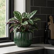 Pablo Pot Round Dark Green image
