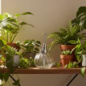 Plant Mister Clear Glass image