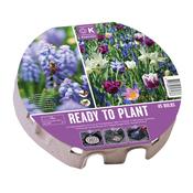 Ready To Plant Tray Biodiversity Bulbs