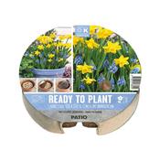 Ready To Plant Tray Narcissus &amp; Muscari