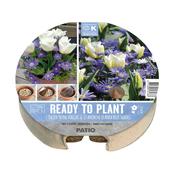 Ready To Plant Tray Tulips &amp; Anemone