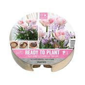 Ready To Plant Tray Tulips &amp; Chionodoxa