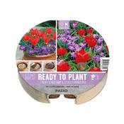 Ready To Plant Tray Tulips &amp; Crocus image