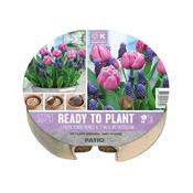 Ready To Plant Tray Tulips &amp; Muscari image