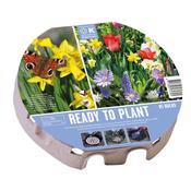 Ready To Plant Tray Wild Blooms Bulbs