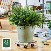 Plant Trolley Indoor Round - Beech Wood image