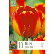Tulip Banja Luka Bulbs image