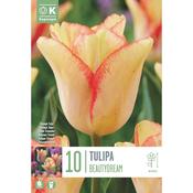 Tulip Beauty Dream Bulbs image