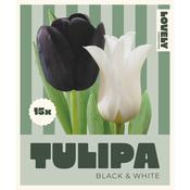 Tulip Mix Black &amp; White Bulbs image
