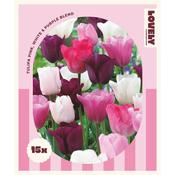 Tulip Mix Pink, White &amp; Purple Bulbs