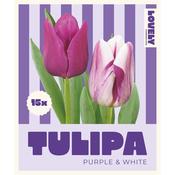 Tulip Mix Purple &amp; White Bulbs image