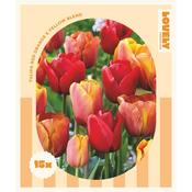 Tulip Red, Orange &amp; Yellow Bulbs