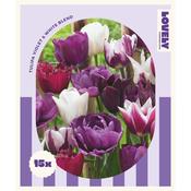 Tulip Violet &amp; White Blend Bulbs