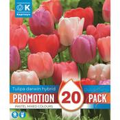 Tulip Darwin Hybrid Pastel Promo Bulbs