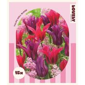Tulip Doll Blend Bulbs image