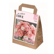 Tulip Double Pastel Collection Bulbs