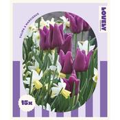 Spring Mix Purple Tulip &amp; Narcissus Bulbs