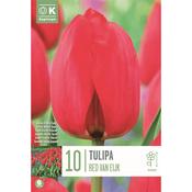 Tulip Red Van Eijk Bulbs image