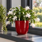 Tusca Pot Round Red