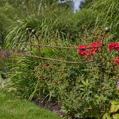 Tom Chambers Plant Support Vestige Border