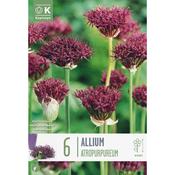 Allium Atropurpureum Bulbs image