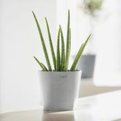 Ecopots Amsterdam Mini Pot White Grey
