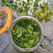 Medicinal Herb Workshops image