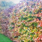 Ask Peter’s Complete Guide to Hedges