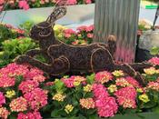 The Hare
