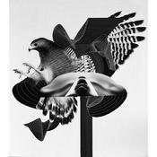 Hear the falconer image